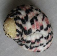Nerita versicolor 3)  Gmelin, 1791